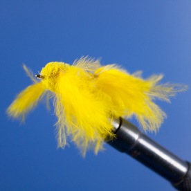 Yellow-Moth-BassBug